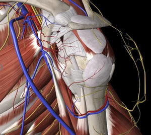 Schleimbeutelentzündung (Bursitis)